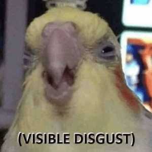 A cranky cockatiel with the caption "Visible Disgust"